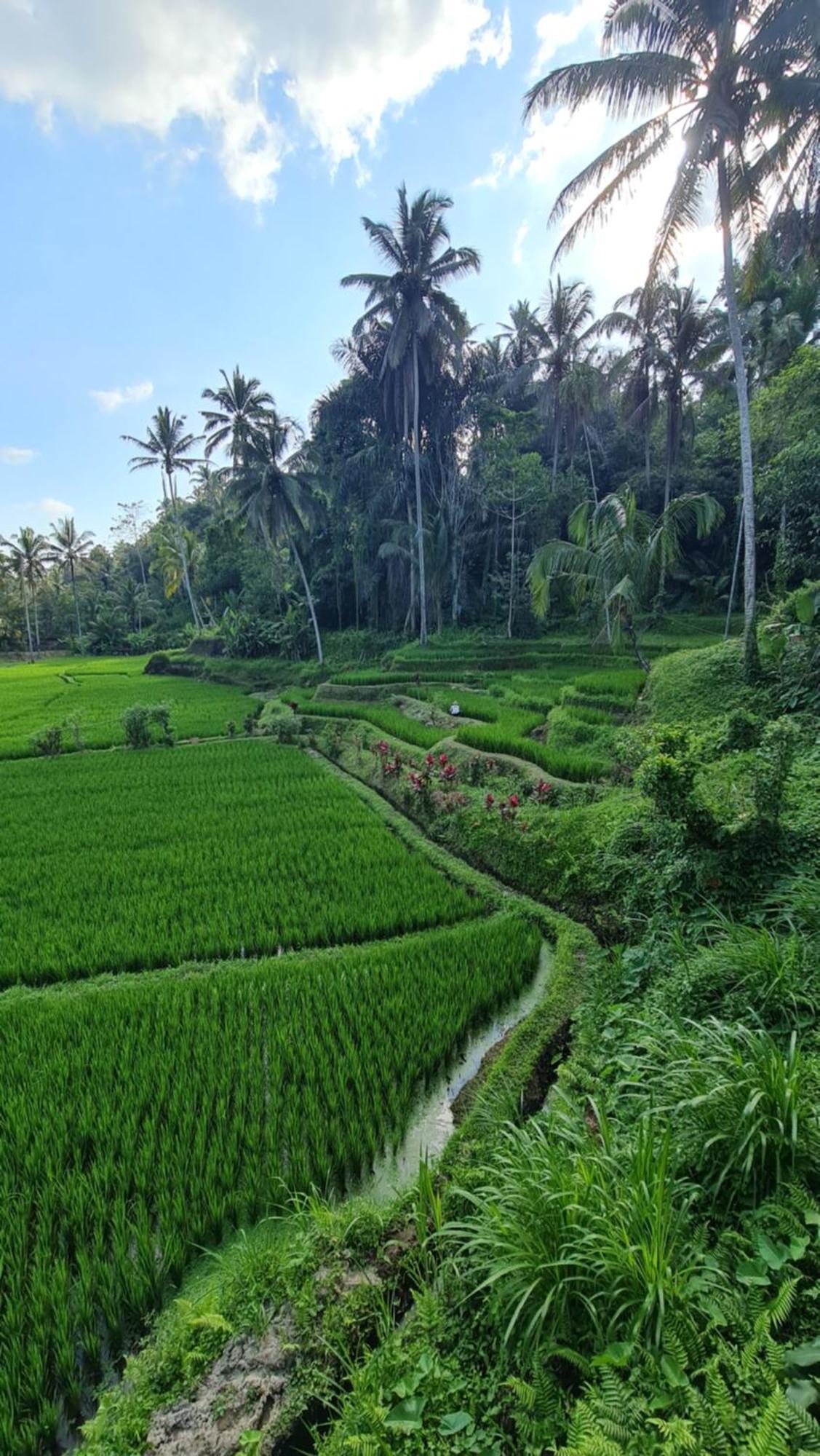 TampaksiringTirta Sari别墅 外观 照片